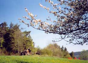Wanderhütte am Hummelsberg inmitten blühender Kirschen